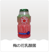 梅の花乳酸菌